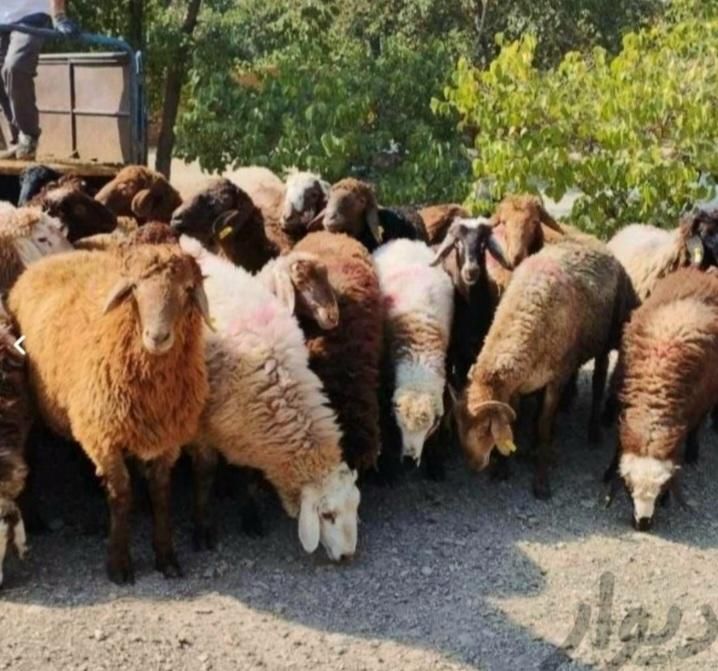 فروش بره نر جوان گوسفند چاق قربانی باقصابی|حیوانات مزرعه|قم, امامزاده ابراهیم|دیوار