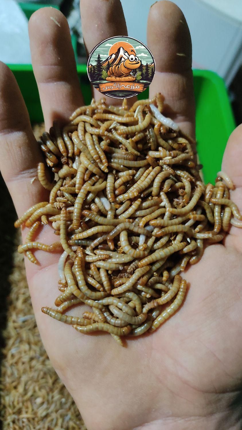 میلورم|لوازم جانبی حیوانات|شیراز, حسن آباد|دیوار