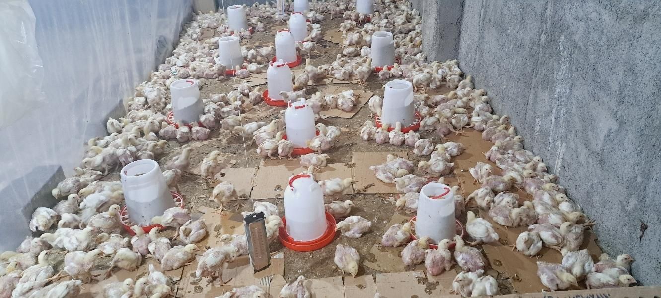 ابخوری دستی دانخوری دستی|لوازم جانبی حیوانات|قرچک, محمد آباد|دیوار