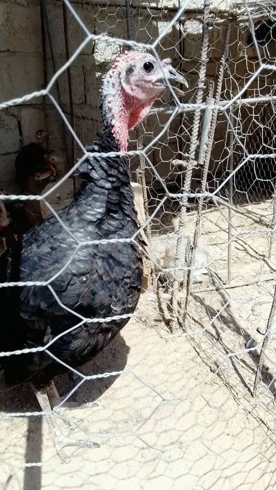 سلام دوستان فروش بوقلمون ماده سالم مناسجهر|حیوانات مزرعه|زهک, |دیوار