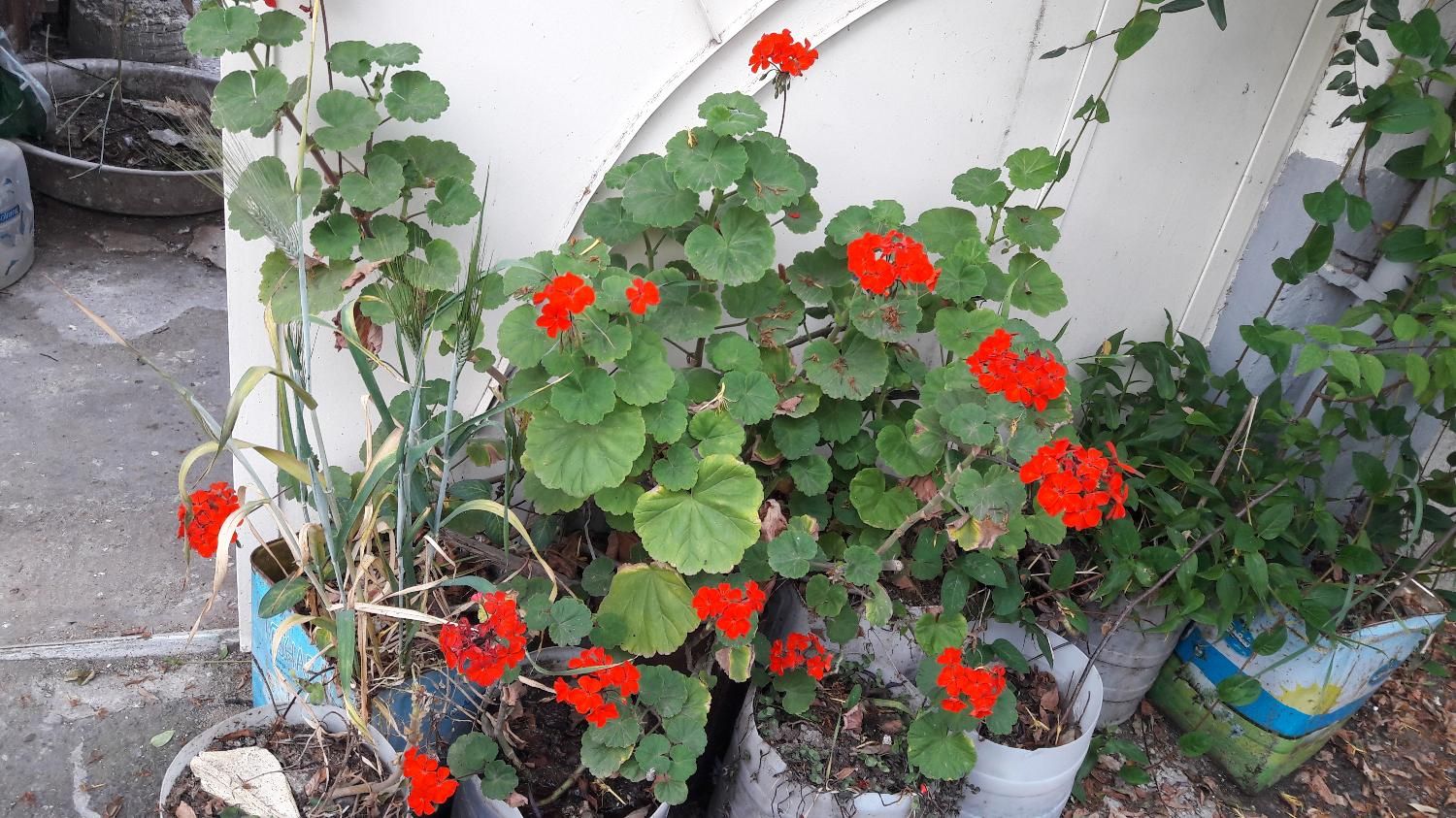 گل های گوناگون باغچه و اتاق مناسبترین قیمت|گل و گیاه طبیعی|رشت, حافظ آباد|دیوار