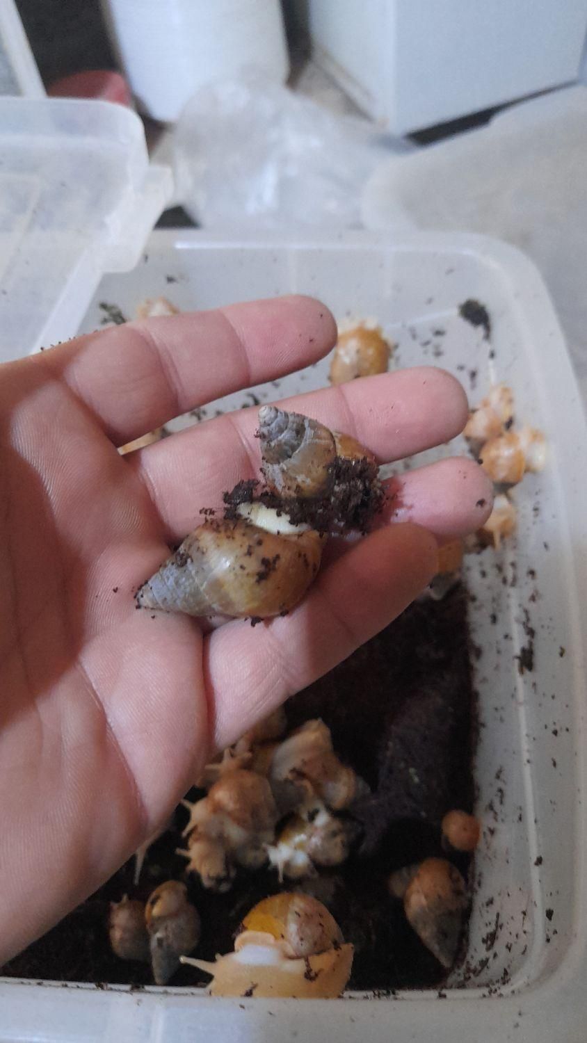 حلزون اتاچینا و خاویار حلزون|خزنده|گلپایگان, |دیوار