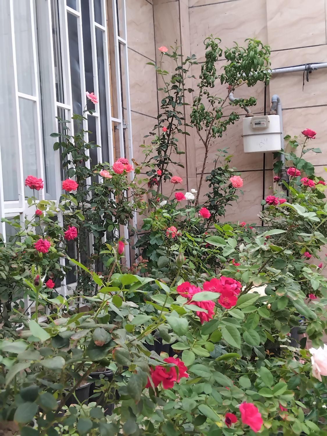 گل رز پنج ساله ۴۰ عدد سرحال|گل و گیاه طبیعی|رباط‌کریم, |دیوار