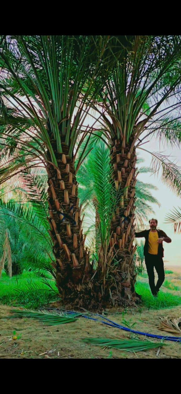 ارسال پالم با مجوز سازمان جهادکشاورزی|خدمات باغبانی و درختکاری|قشم, |دیوار