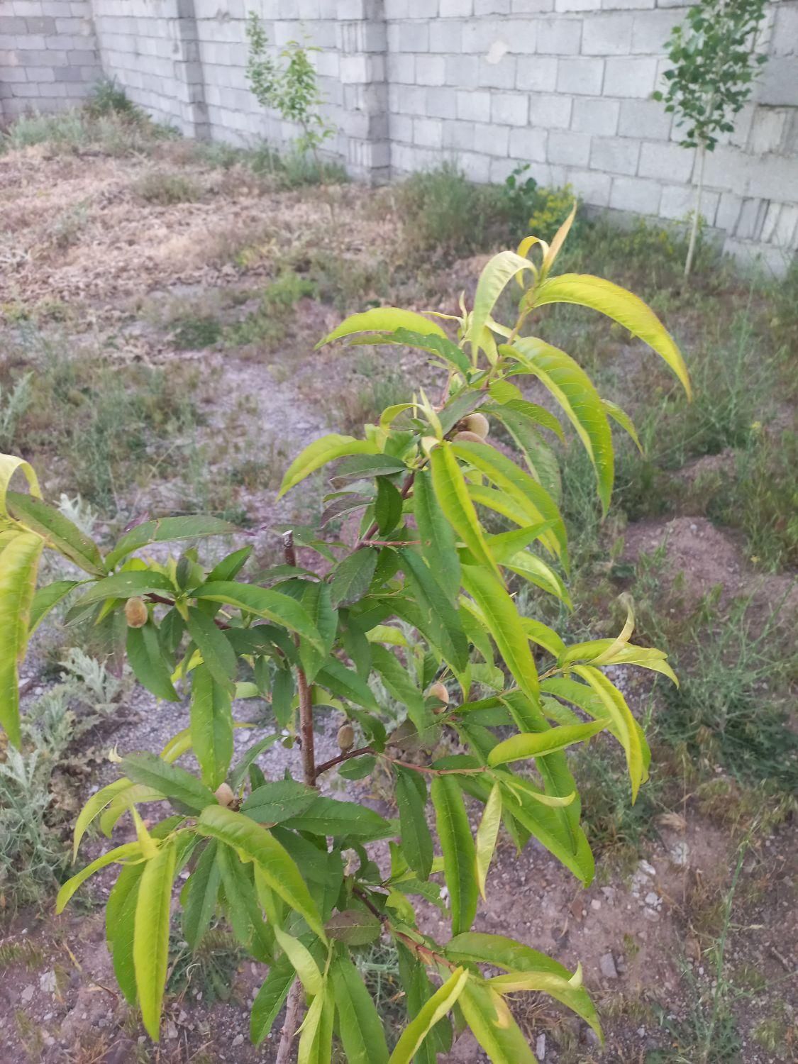 زمین ویلایی ۵۰۰متری|فروش زمین و ملک کلنگی|بستان آباد, |دیوار