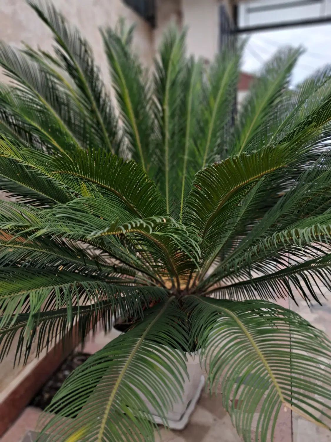سیکاس|گل و گیاه طبیعی|رشت, تازه آباد|دیوار