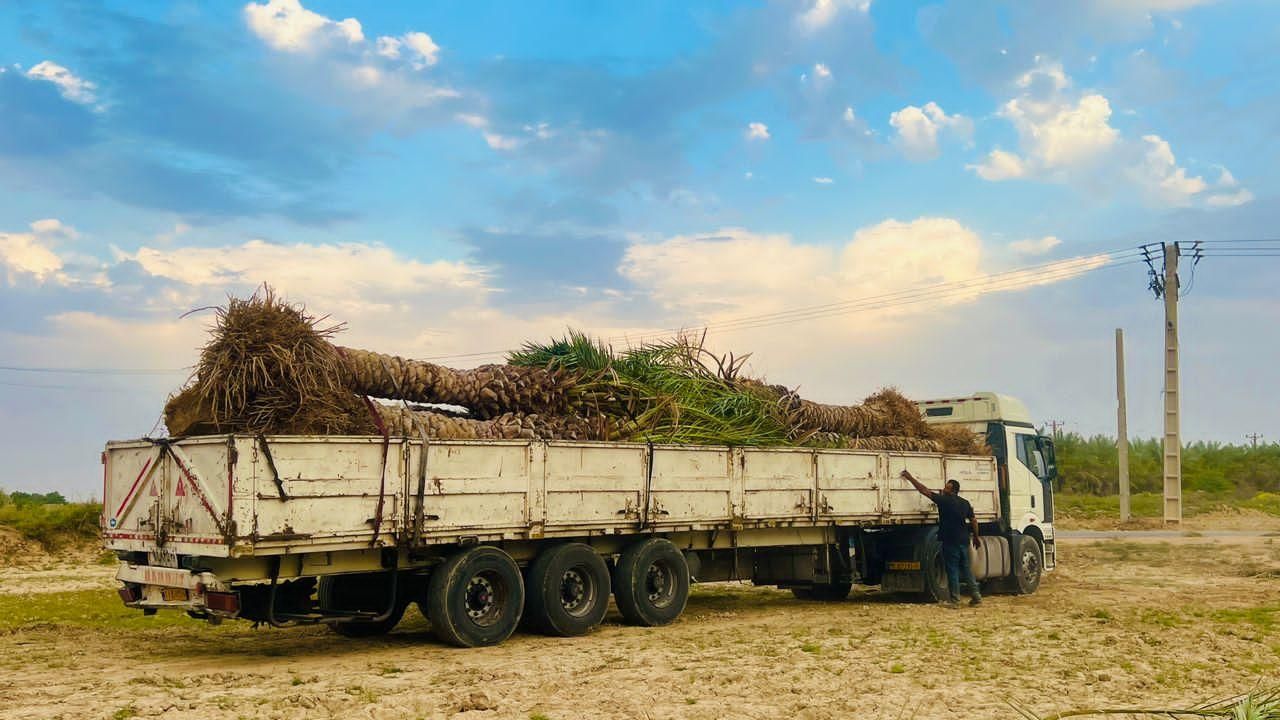 نخل به  آستارا رسید|خدمات باغبانی و درختکاری|آستارا, |دیوار