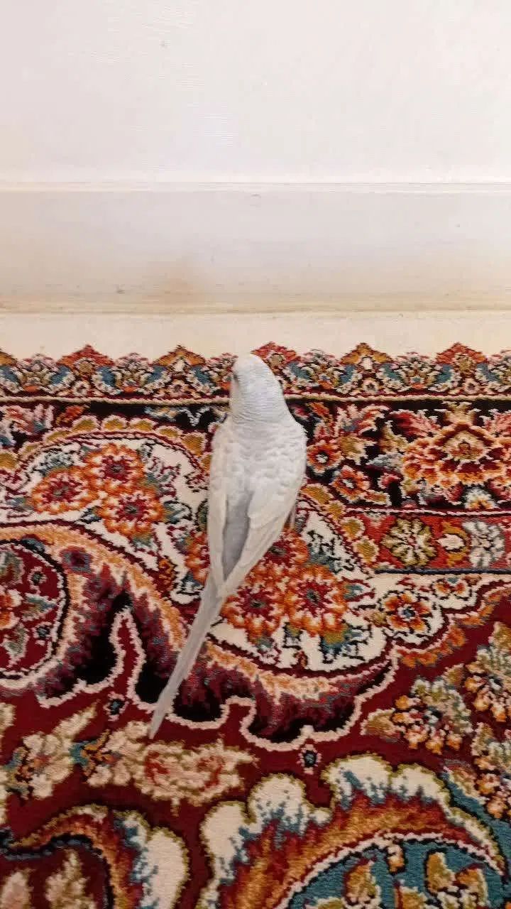 مرغ عشق دستی دست هم میدهد|پرنده|اصفهان, سرشبادران|دیوار