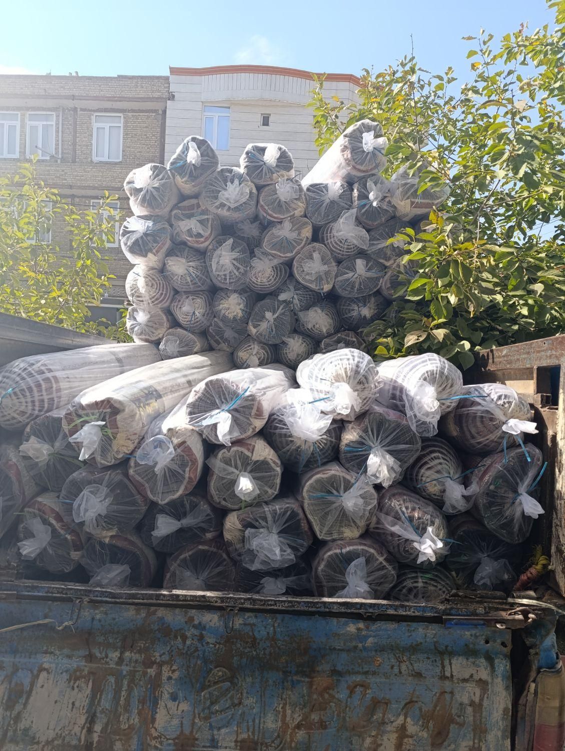 فرشستان جوان تمر|فرش|سلماس, |دیوار