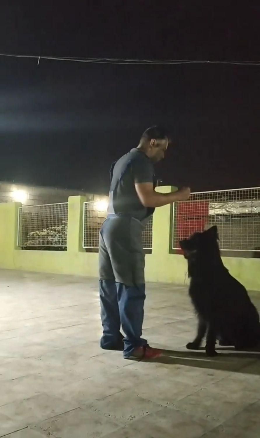 مربی سگ. آموزش سگ. پانسیون سگ|خدمات آموزشی|شیراز, میانرود|دیوار