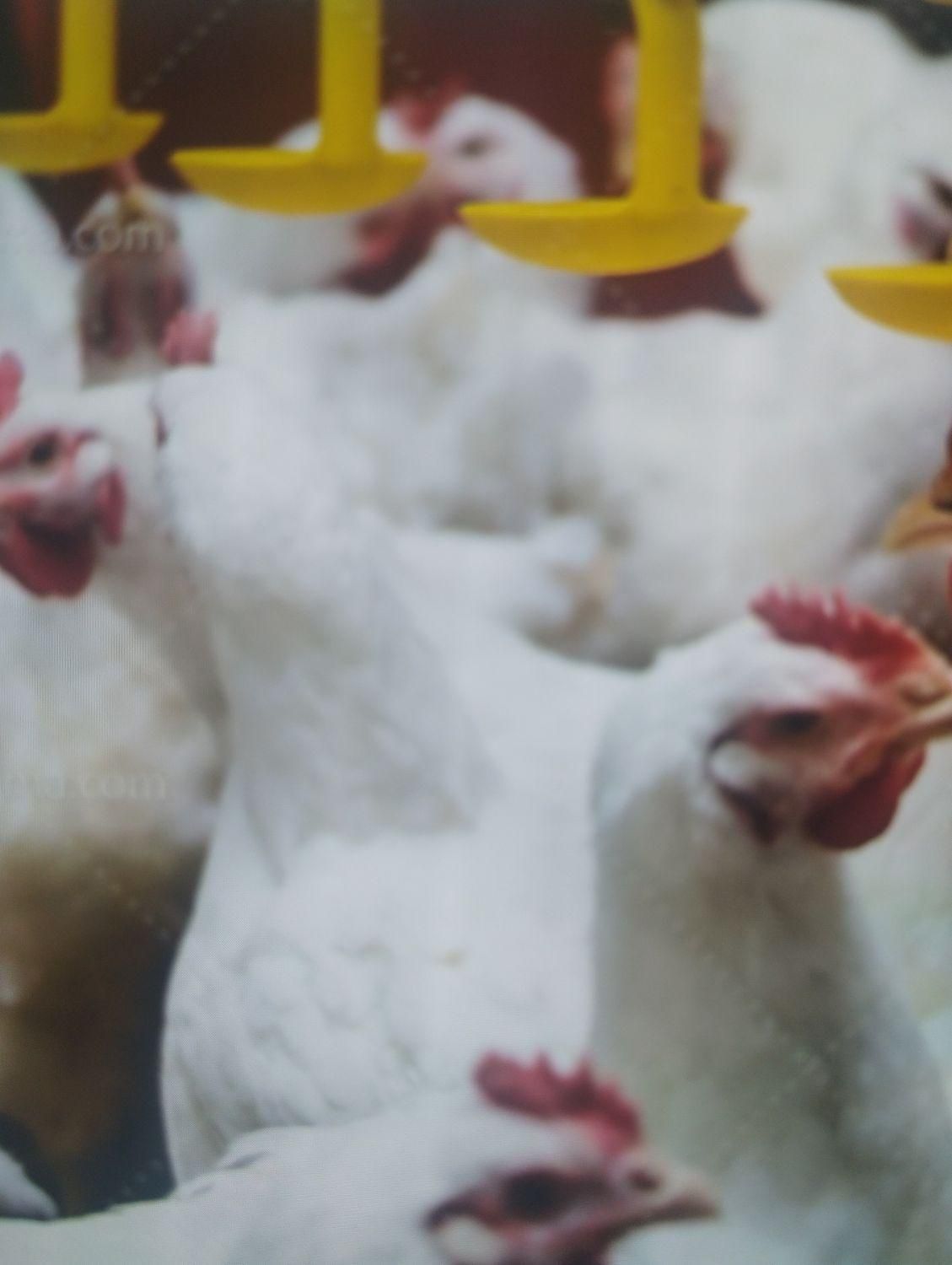 کود مرغ گوشتی|خدمات باغبانی و درختکاری|بهبهان, |دیوار