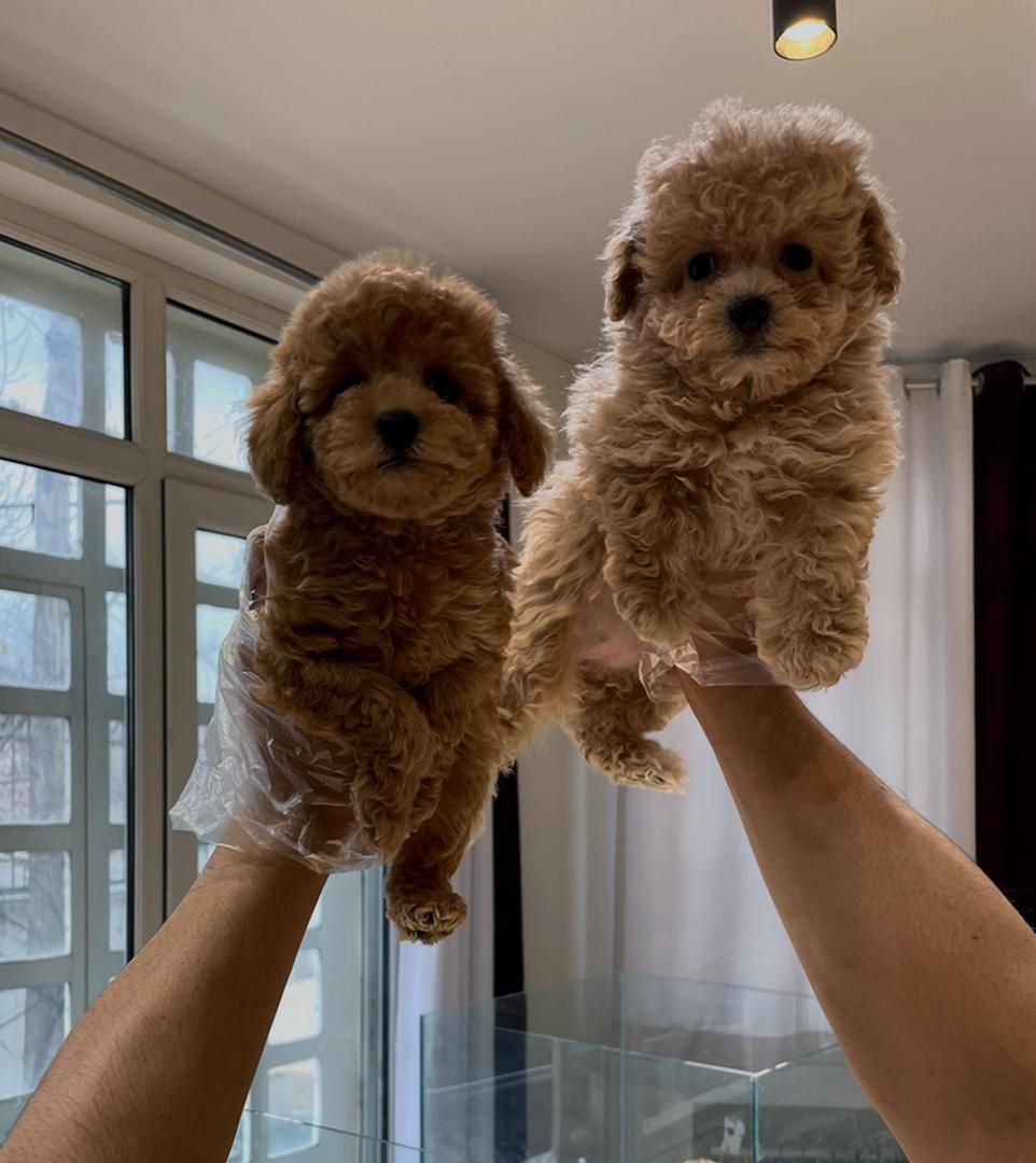 تاینی توی پودل|سگ|تهران, درکه|دیوار