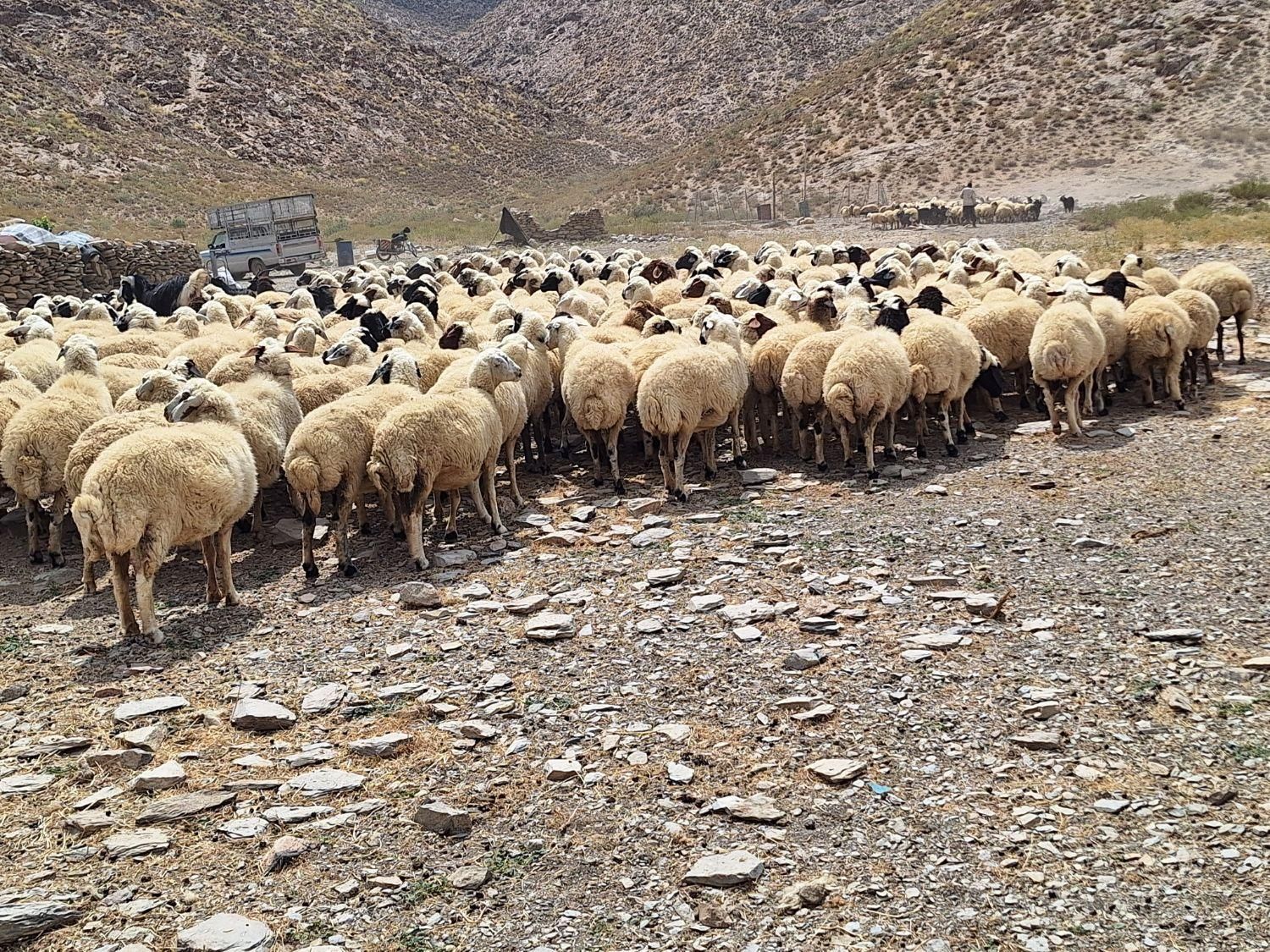فروش گله میش  بز بزغاله معاوضه با ایسوزو یا نقدی|حیوانات مزرعه|شاهین‌شهر, فردوسی|دیوار
