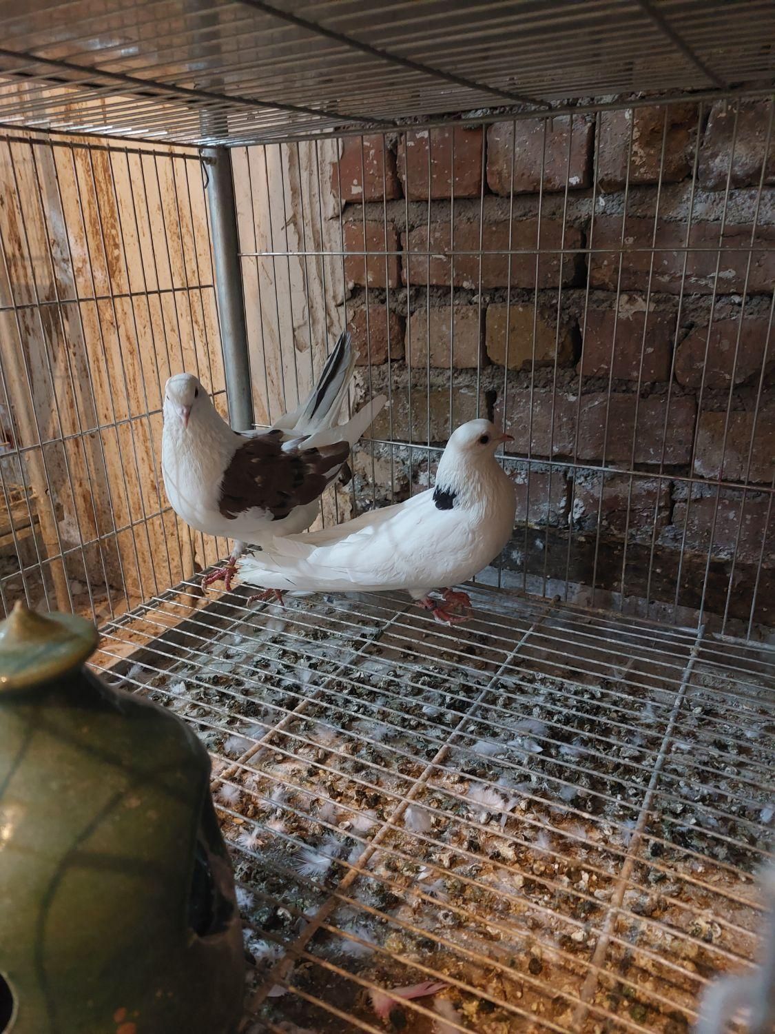 نرماده سو کفتر قدیم کاشان بشرط پرش بالا ۷ ساعت .|پرنده|کاشان, کارگر|دیوار