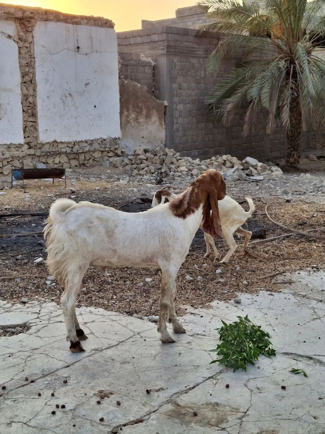 دو پازن پا کستانی ویک بز درجه یک آدرس کاکی|حیوانات مزرعه|بوشهر, |دیوار