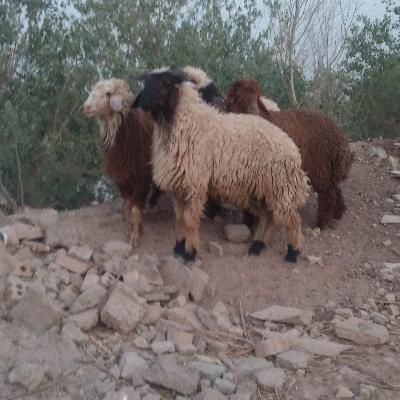 بره نر چاق گوسفند گاو بز گوساله میش قوچ|حیوانات مزرعه|اهواز, منازل کارون|دیوار
