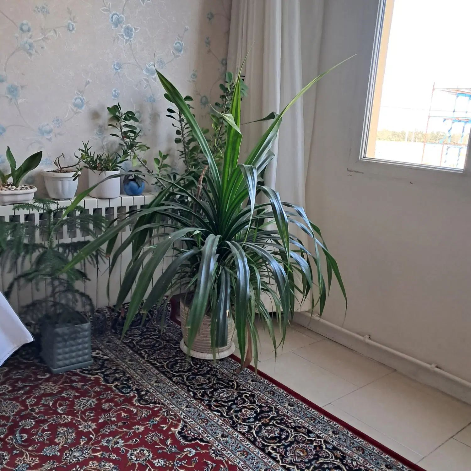 گل پاندادوس|گل و گیاه طبیعی|مشهد, شهرک صنعتی مشهد|دیوار