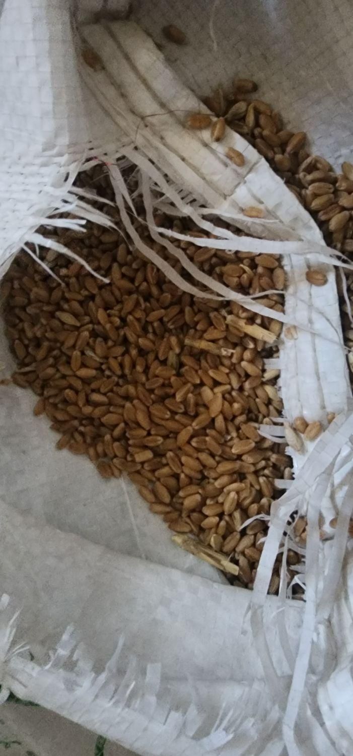 گندم چمران ۲|گل و گیاه طبیعی|اهواز, معین زاده|دیوار