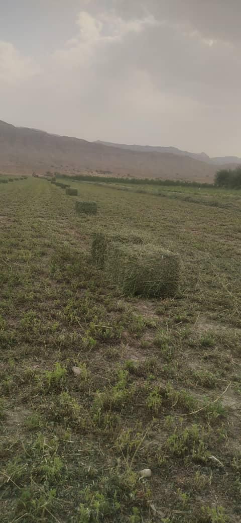 خرید و فروش یونجه پرس،کاه پرس(قالبی)|لوازم جانبی حیوانات|شیراز, گل سرخ|دیوار