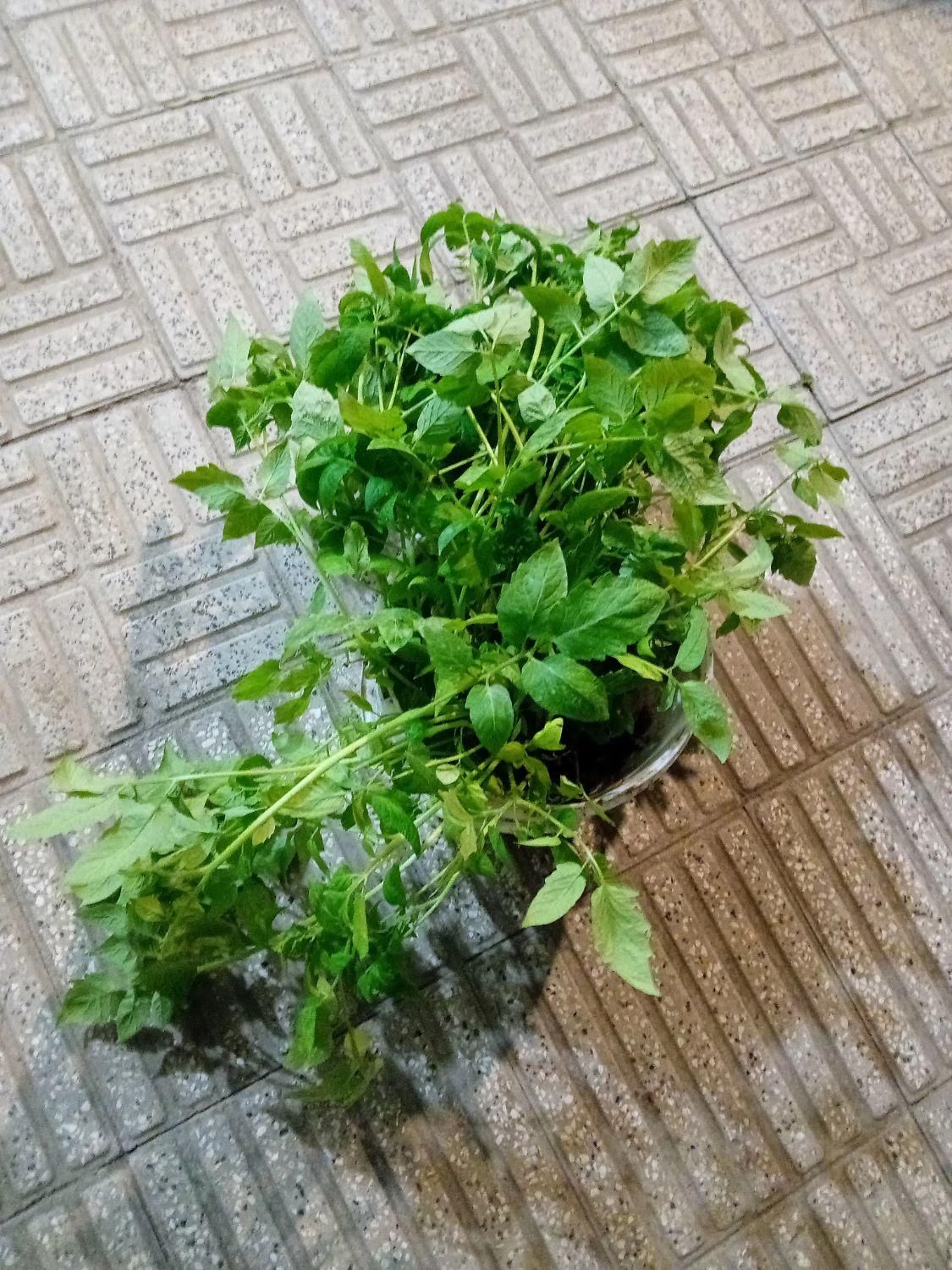نهال گوچه فرنگی بزرگ|گل و گیاه طبیعی|رامیان, |دیوار