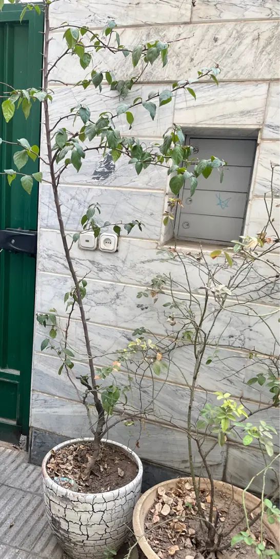 گلدانهای مخصوص حیاط|گل و گیاه طبیعی|تهران, سبلان (لشگر)|دیوار