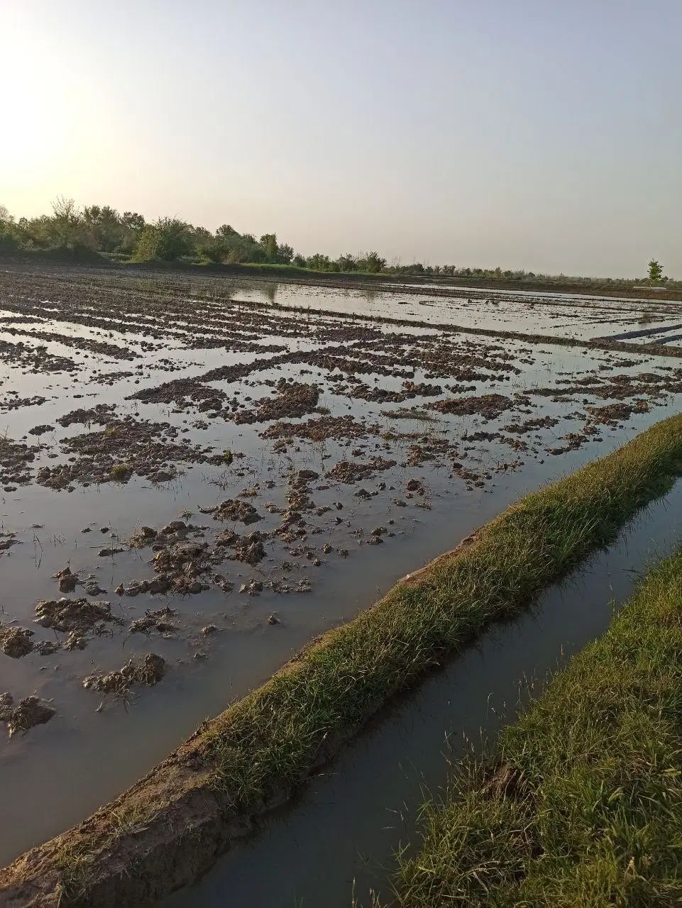 فروش زمین کشاورزی در اتوبان سراوان فومن|فروش زمین و ملک کلنگی|رشت, گلزاران|دیوار