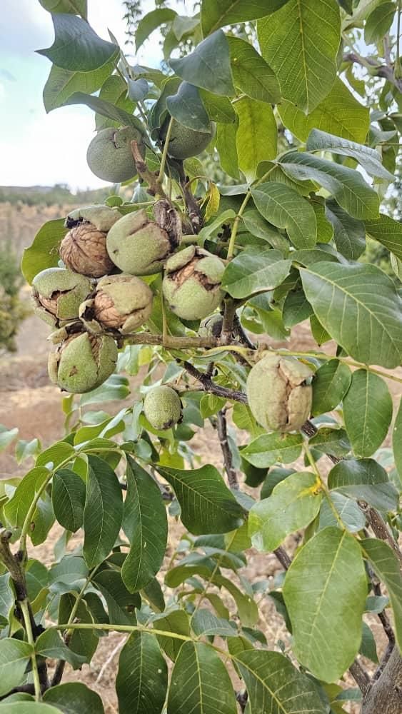 نهال گردو خوشه ای. اسراعیلی، چندلروفرنور.پکان.روند|خدمات باغبانی و درختکاری|شیراز, دکتر حسابی|دیوار