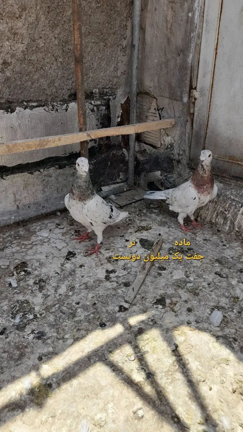 کبوتر پلاکی سرور سار و کبوتر پرشی جوجه مغلوف|پرنده|قم, ولیعصر|دیوار