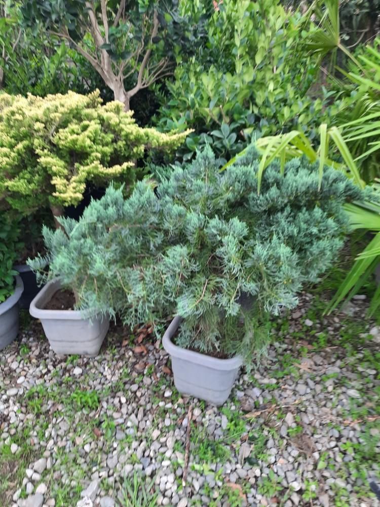 تولید و عرضه انواع و گیاه|خدمات باغبانی و درختکاری|کلاردشت, |دیوار