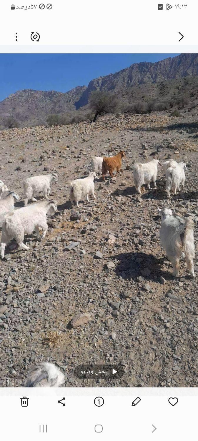 ۳۵ عدد کهره نر و ماده.بافت دهسرد .کیلویی۳۱۰|حیوانات مزرعه|کرمان, |دیوار