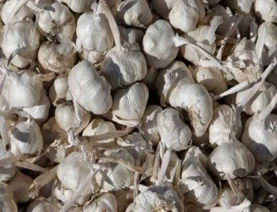 سیر|خوردنی و آشامیدنی|کرج, رجب‌آباد|دیوار