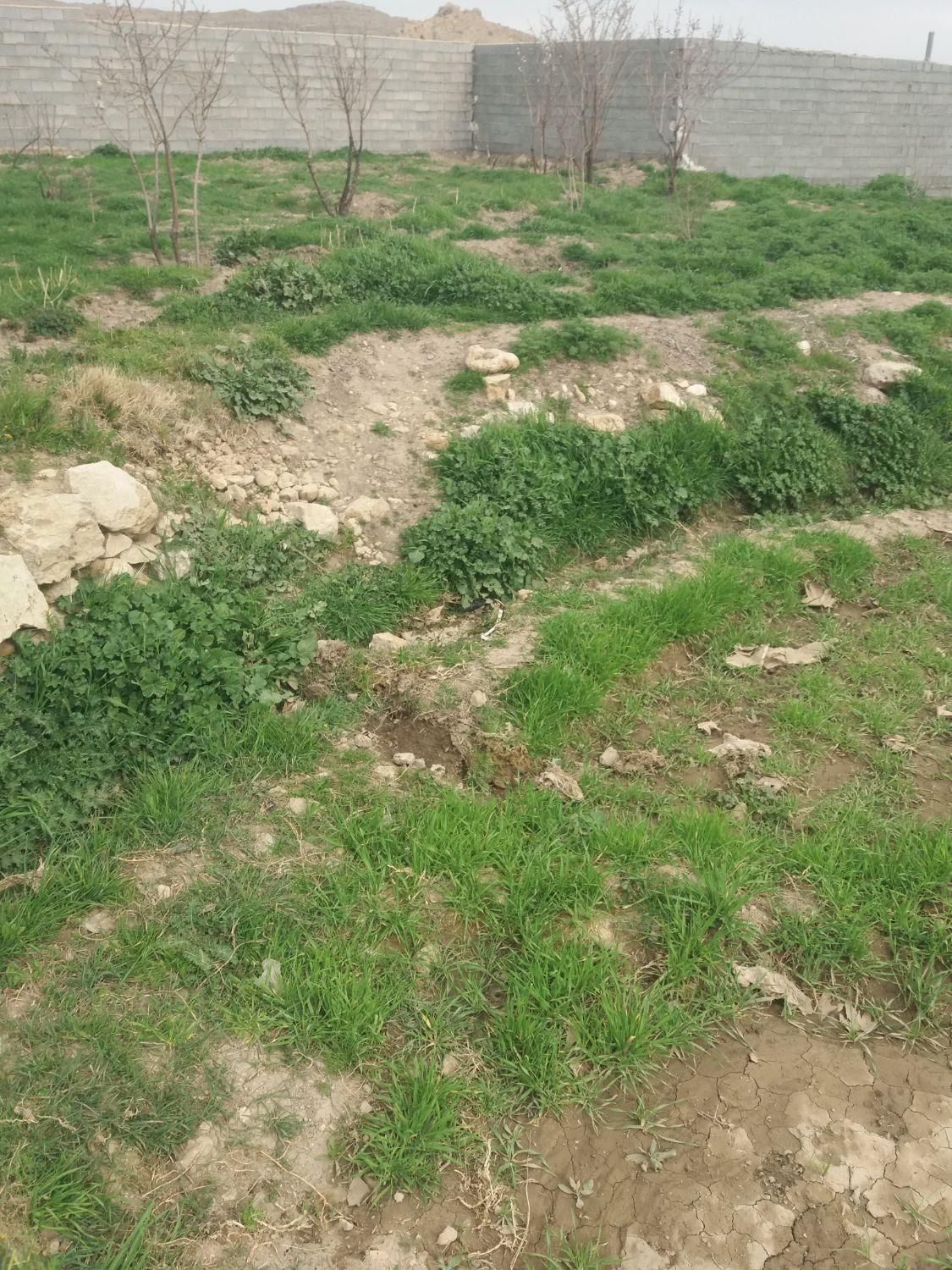 زمین کشاورزی باغچه روستای بردج باسهمیه آب ه چنارک|فروش زمین و ملک کلنگی|شیراز, پودنک|دیوار