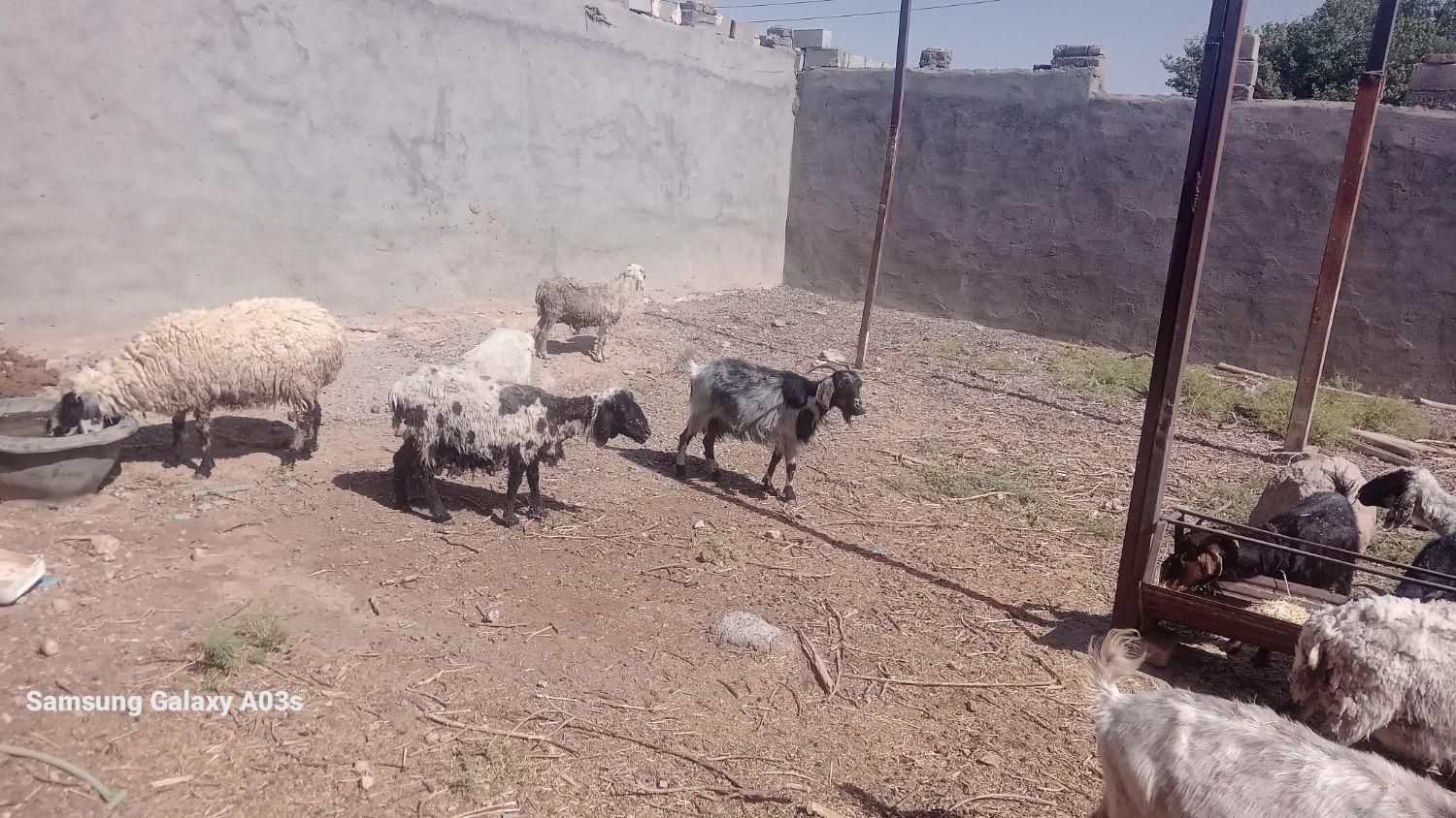 میش استاق بز استاق چاق مناسب قربانی|حیوانات مزرعه|مشهد, تربیت|دیوار