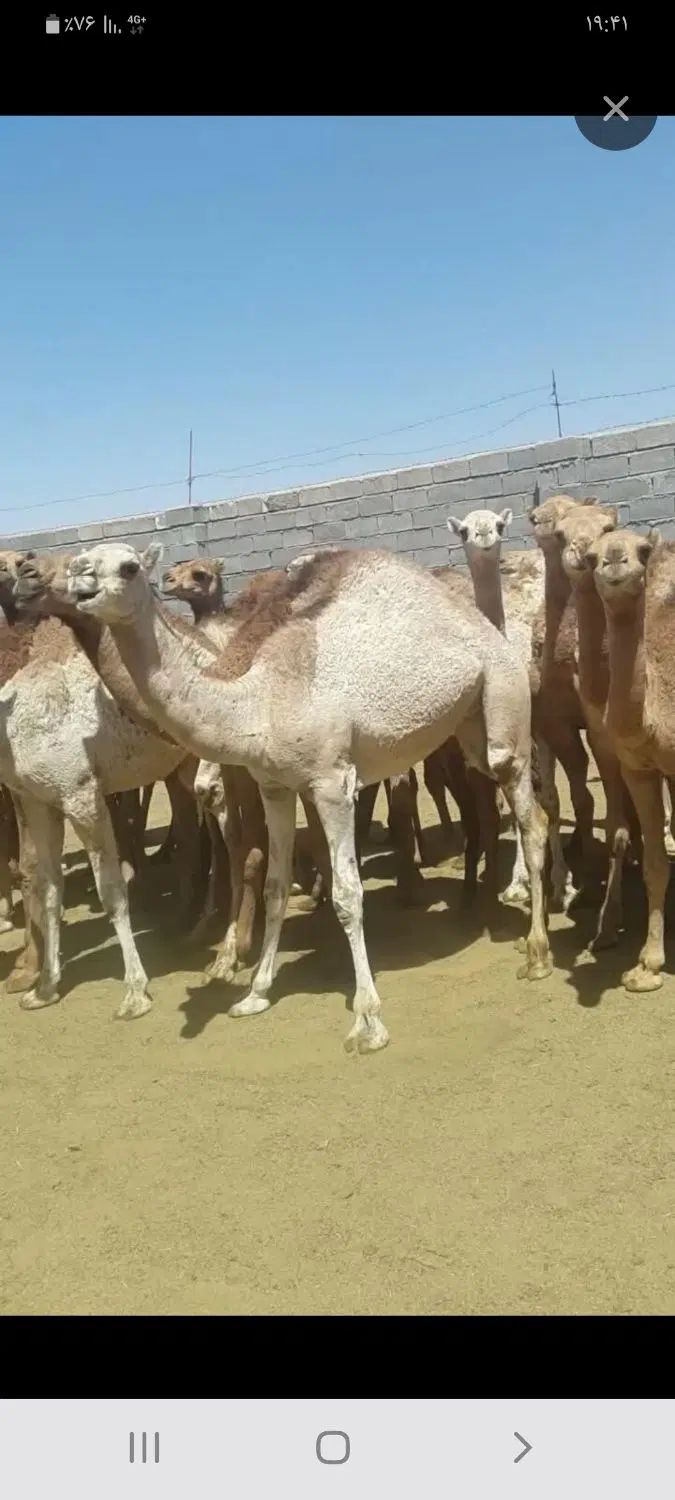 گوشت شتر|خوردنی و آشامیدنی|اصفهان, بابوکان|دیوار