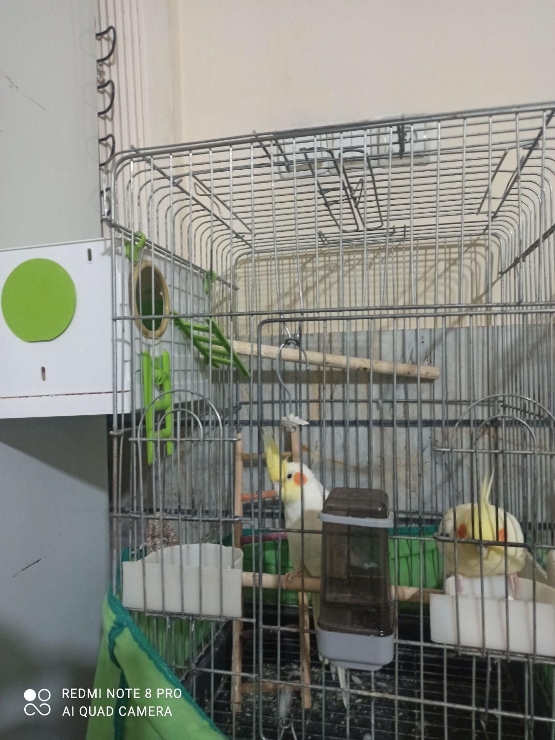 عروس هلندی مولد|پرنده|اقبالیه, |دیوار