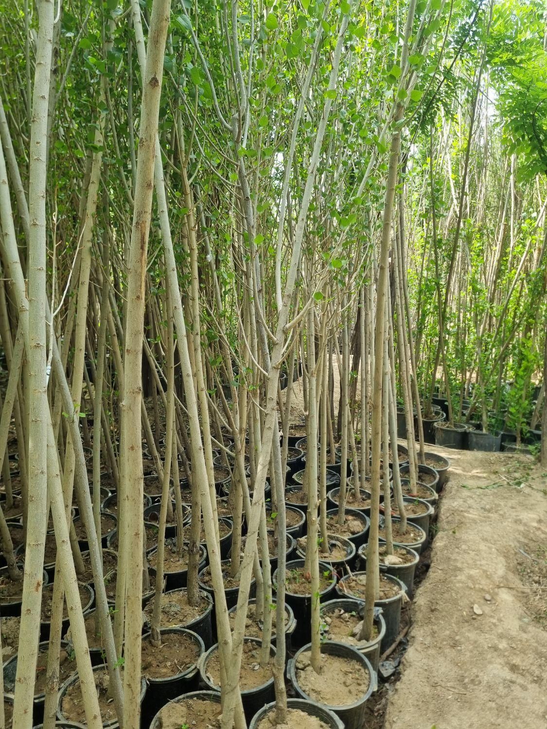 جشنواره تابستانی فروش نهال و درخت|خدمات باغبانی و درختکاری|مشکین‌دشت, |دیوار