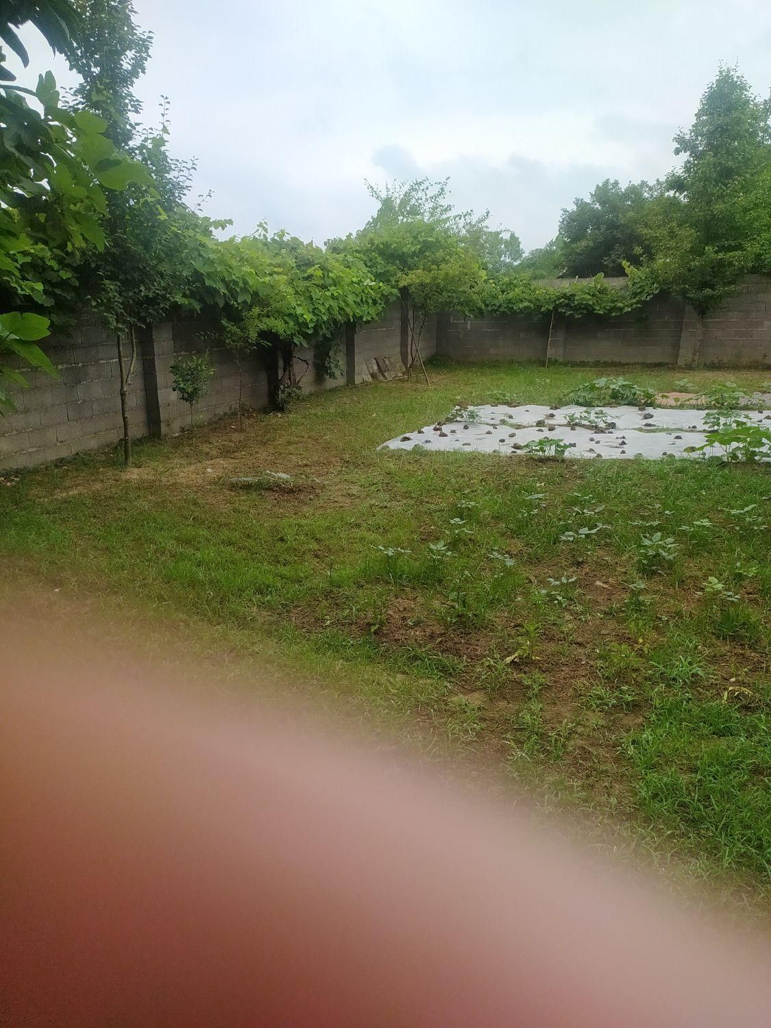 فروش زمین ۲۸۷ متری در  روستای زیبای نوخاله|فروش زمین و ملک کلنگی|رشت, یخسازی|دیوار