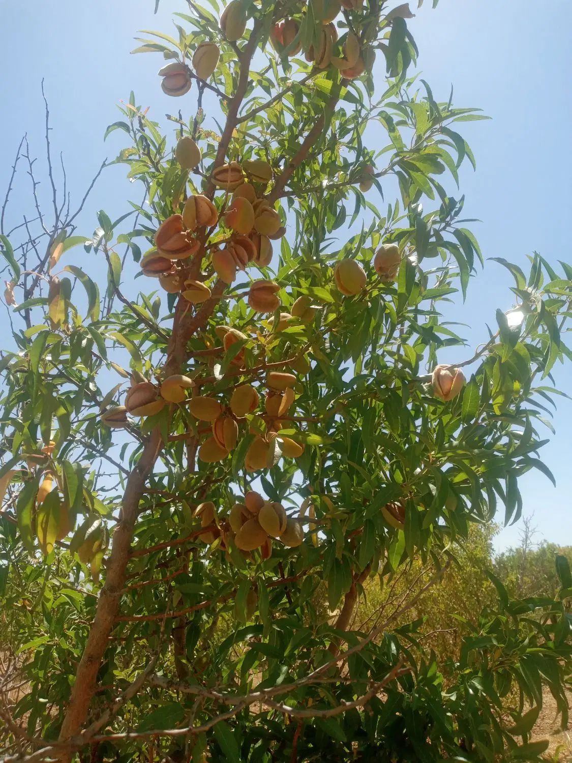 باغ ۱۶۰۰متری بادام دارای آب و سندتکبرگ  زیر قیمت|فروش زمین و ملک کلنگی|اصفهان, خرم|دیوار