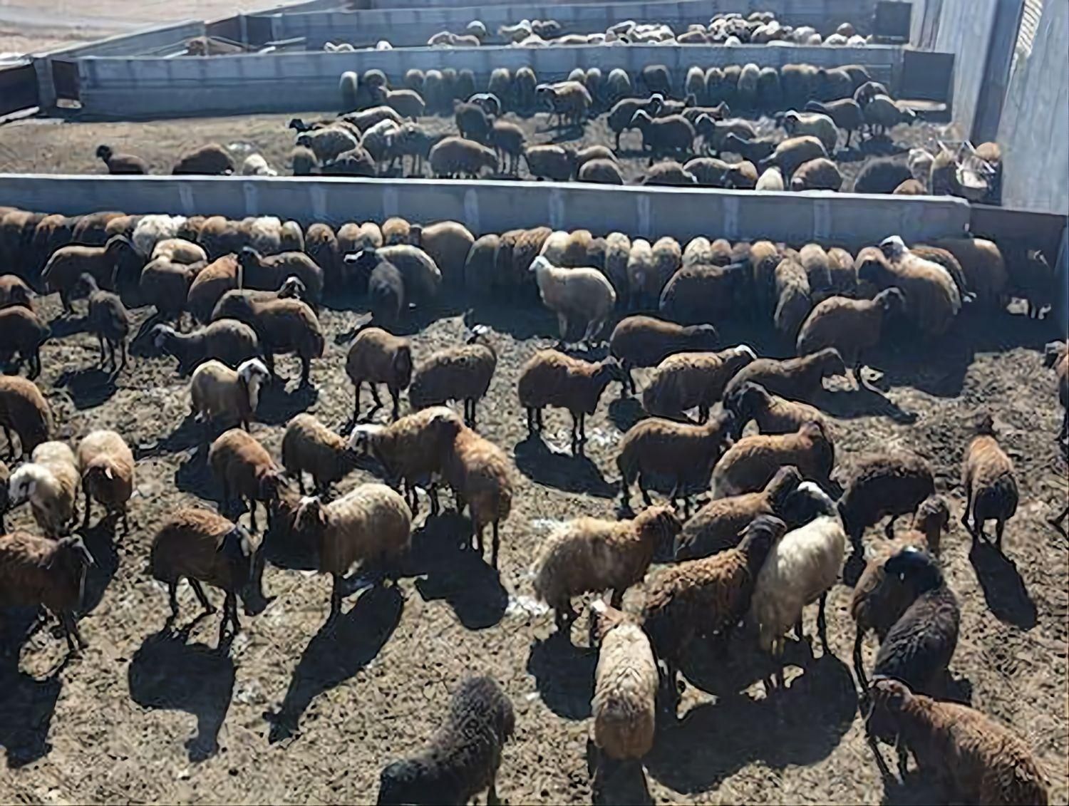 بزرگترین گوسفند فروشی برادران زارعی بدون واسطه|حیوانات مزرعه|مشهد, نوید|دیوار