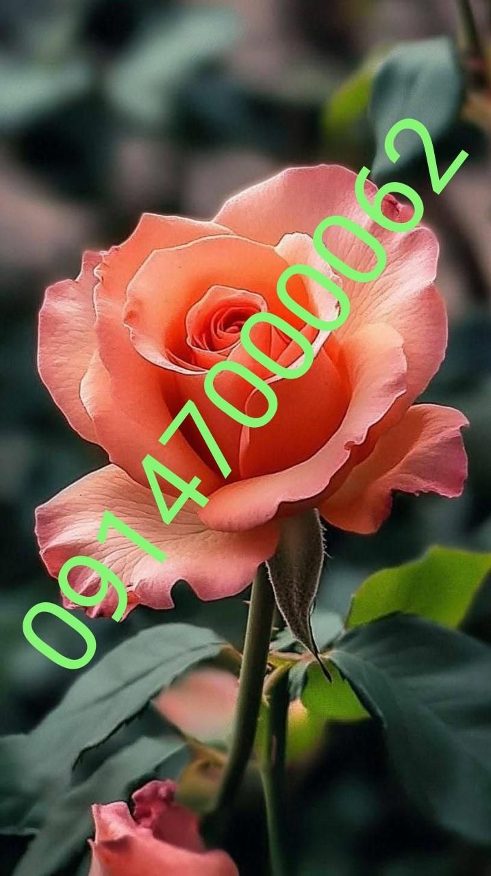 09147000062|سیم‌کارت|اردبیل, |دیوار