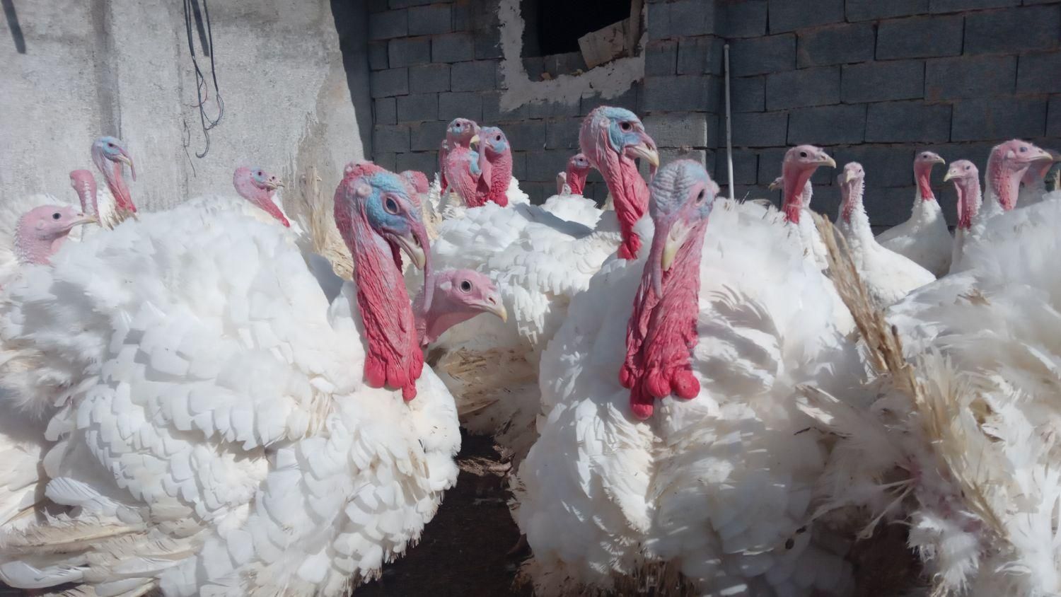 ازتولید به مصرف گوشت ارگانیک بوقلمون|حیوانات مزرعه|بیرجند, |دیوار