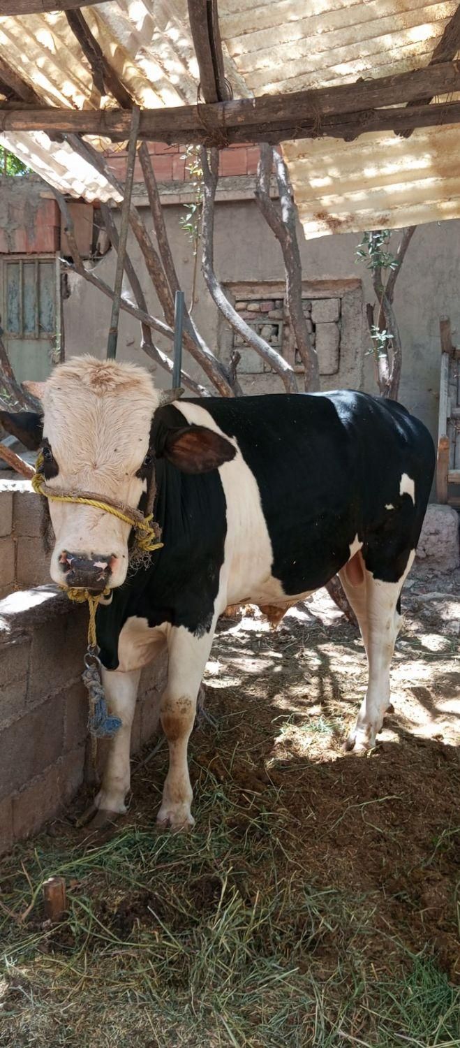 گوساله نر و بز پاکستانی|حیوانات مزرعه|کرمان, |دیوار