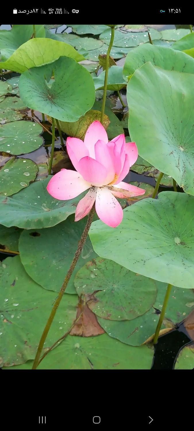 قایق سواری مطمئن در اسکله مجازه قوی سپید نیزار|تور و چارتر|بندر انزلی, تختی|دیوار