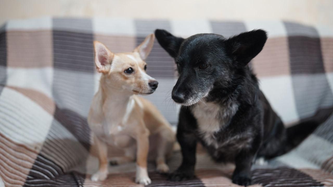 ولش کورگی پمبروگ دوساله برترین نژادسگ|سگ|بهشهر, |دیوار