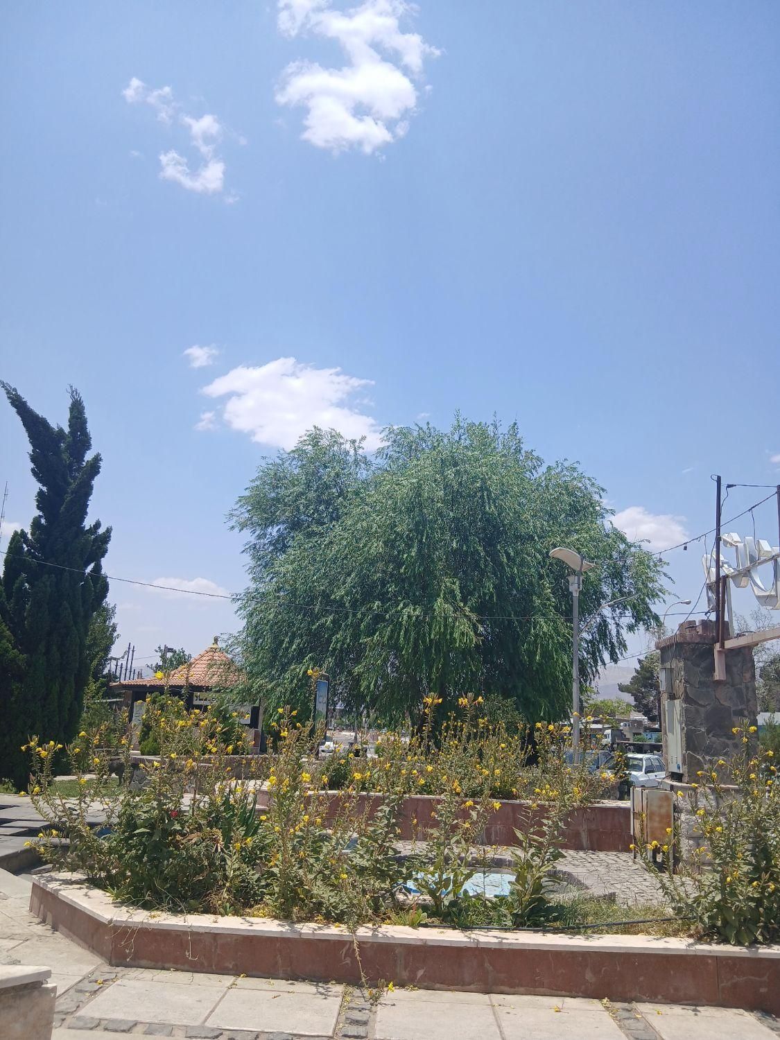‌درخت‌گراز‌‌درخت‌بند|گل و گیاه طبیعی|بم, |دیوار