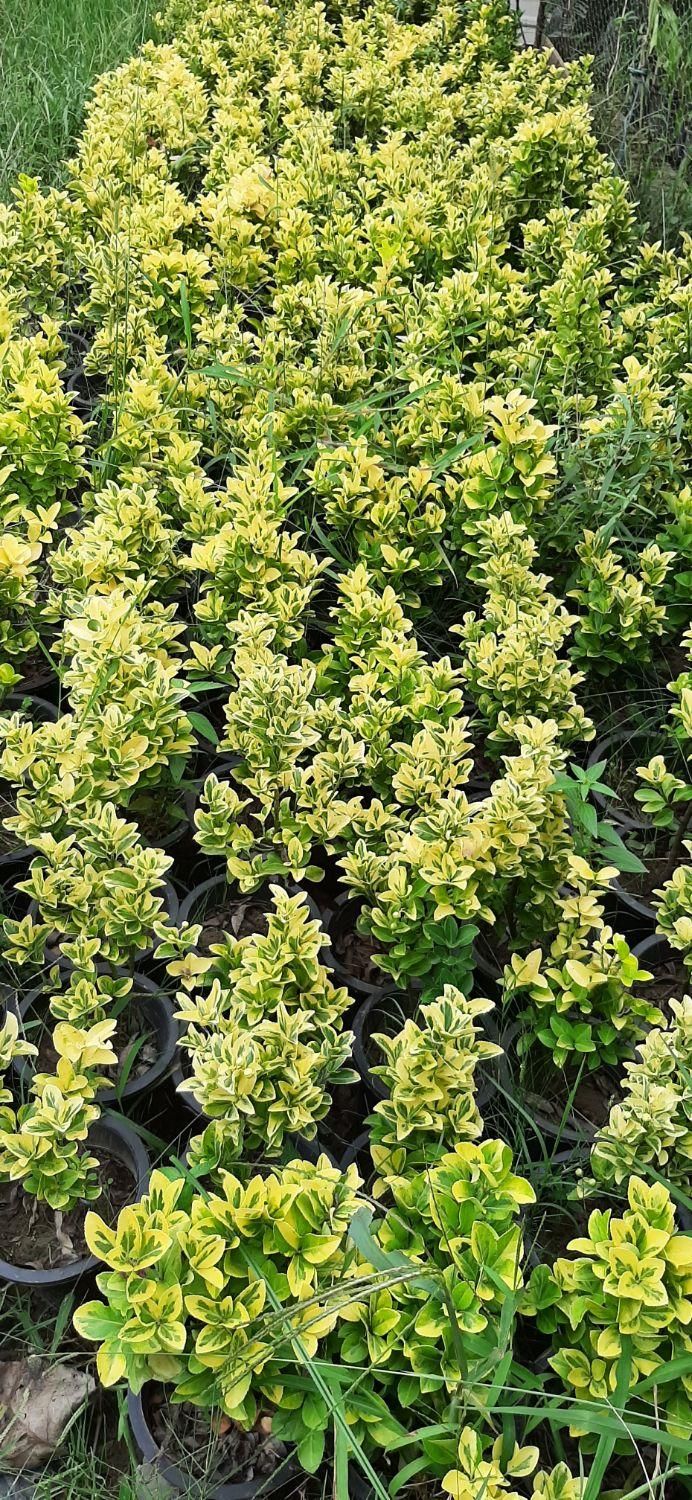 شمشاد طلایی لاوسون سیکاس گل کاغذی|خدمات باغبانی و درختکاری|آمل, |دیوار