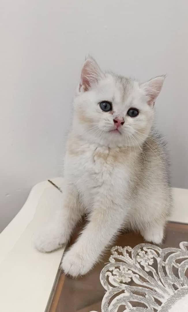 تربیت شده های خوشگل|گربه|زنجان, |دیوار