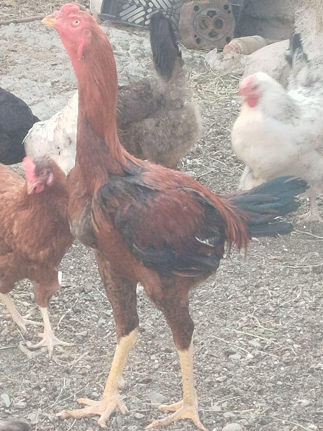 خروس لاری اوشامو|حیوانات مزرعه|سبزوار, قصبه شرقی|دیوار