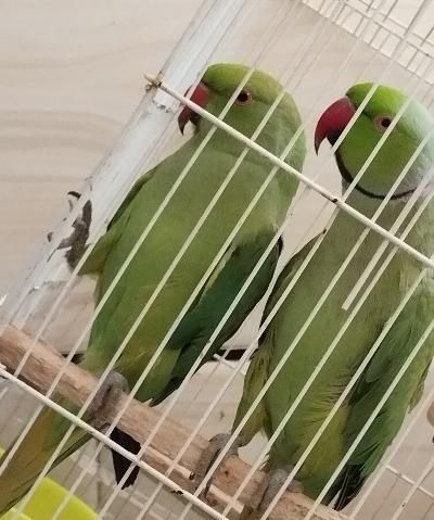 طوطی گمشده|پرنده|کرمان, |دیوار