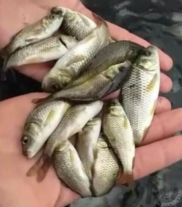 تولید وپخش انواع بچه ماهی /کپور/امور/|ماهی|کاشان, شهدا|دیوار